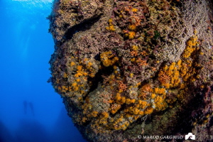Corraligen and divers by Marco Gargiulo 